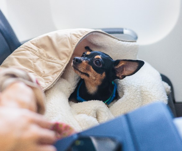 Traveling with Pets