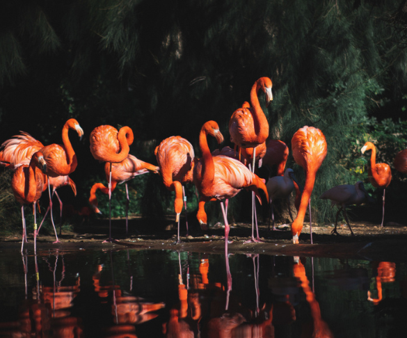 Top 7 Wildlife Sanctuaries in Goa You Must Visit