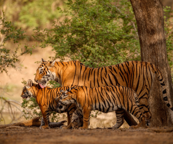 Wildlife Reserves in India