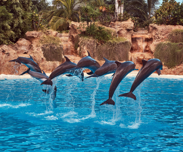Dolphin Show in Goa
